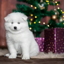 DSC_6248 web_lila