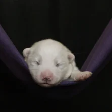 Welpe Violett